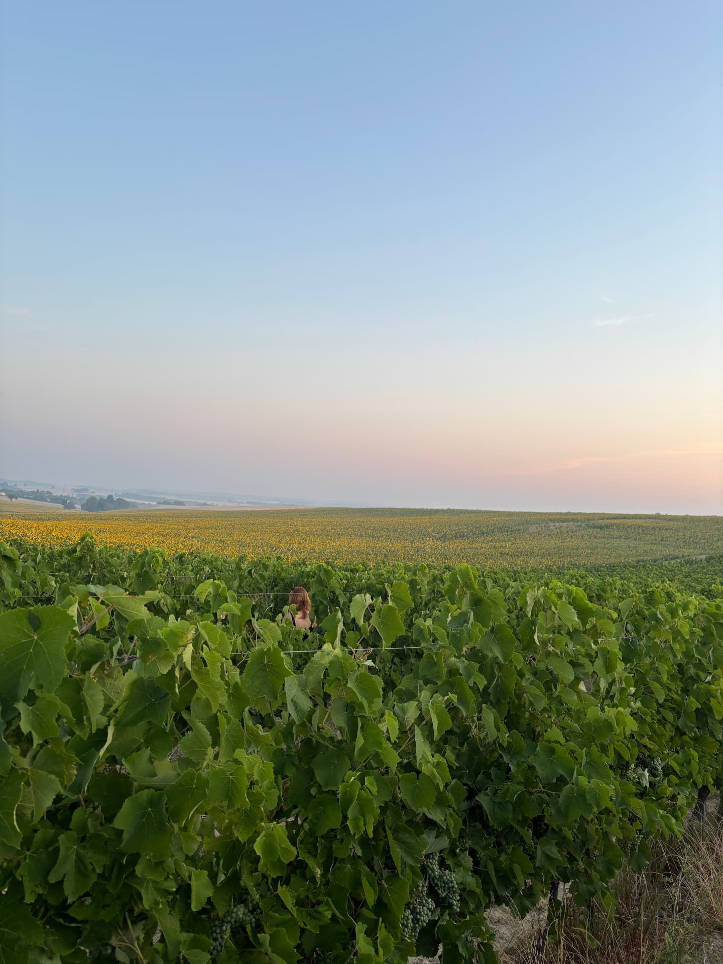 Domaine de la Higuère